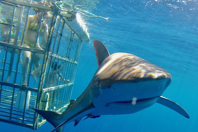 Shark Cage Snorkel Dive